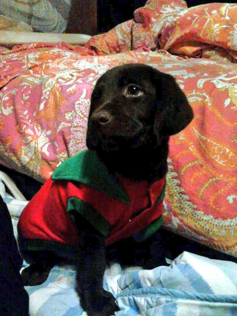 acpatrimonio's tweet photo. When Patchi was 3mos old 😊 https://t.co/uRYIRqSFlR