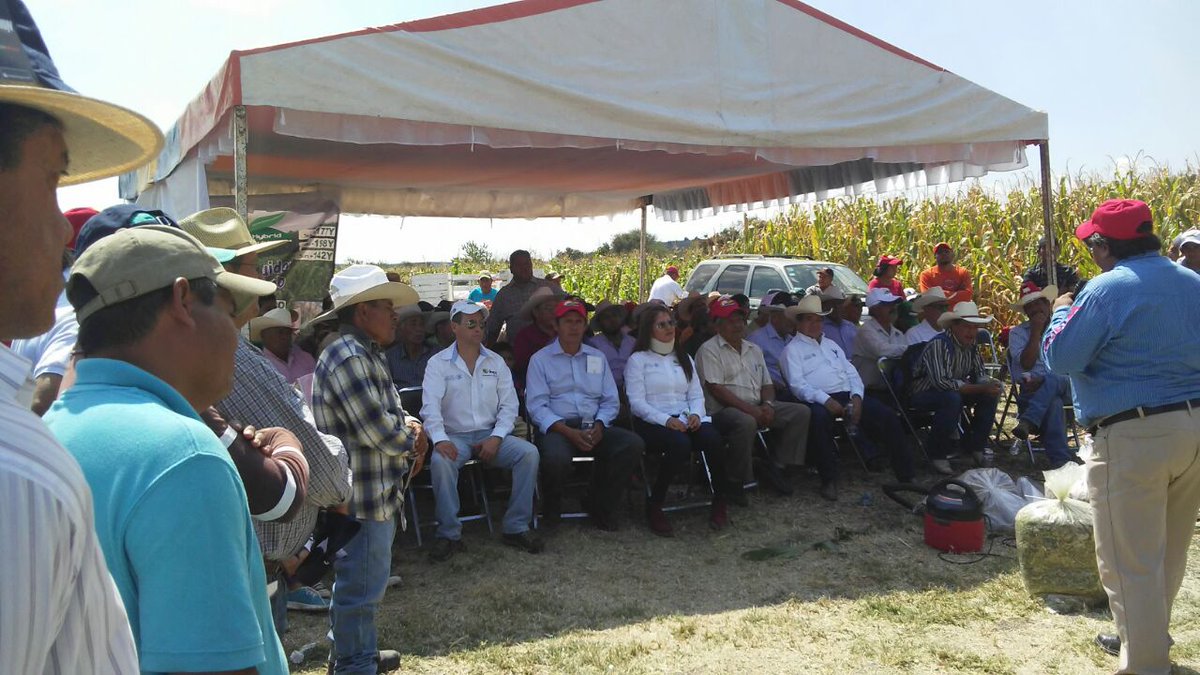 mary_ceb's tweet photo. #ExtensionistasGto, Evento sobre producción sustentable de maíz de alto rendimiento con tecnologías mexicanas. https://t.co/zZI0z6GxPI