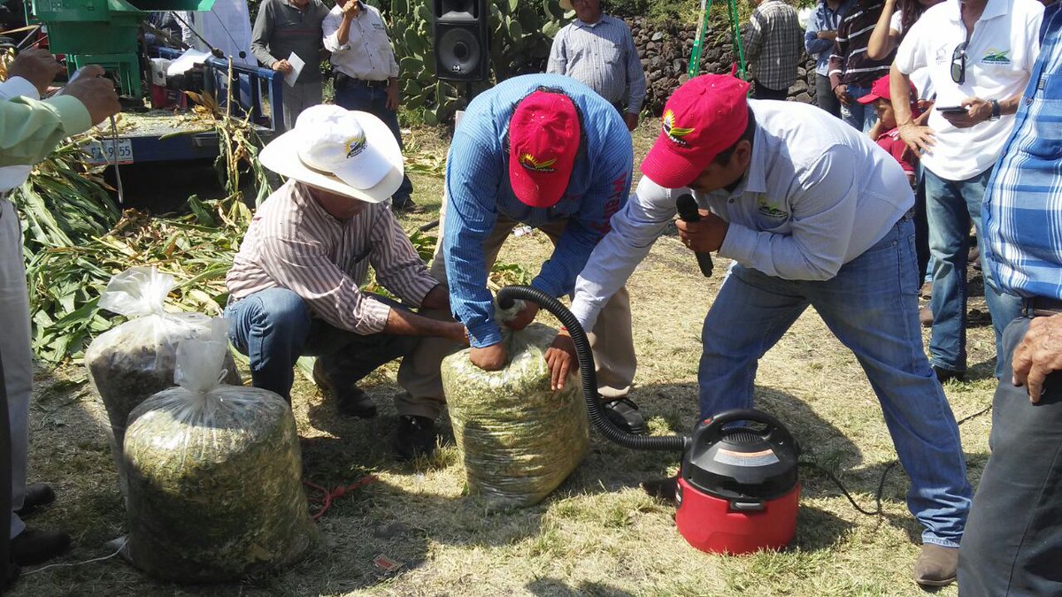 mary_ceb's tweet photo. #ExtensionistasGto Demostración sobre ensilaje de maíz para pequeños productores pecuarios. https://t.co/Q0O8h3shMo