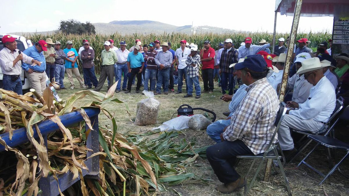 mary_ceb's tweet photo. #ExtensionistasGto Demostración sobre ensilaje de maíz para pequeños productores pecuarios. https://t.co/Q0O8h3shMo