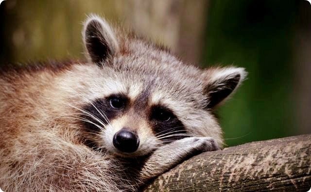 パラノーマルちゃんねる かわいくて笑える怖い話 ケンカするタヌキとアライグマｗｗｗｗｗｗｗ パラノーマルちゃんねる 怖い話 怪談 不思議な話 オカルト 心霊 T Co Lcbglzf3ew