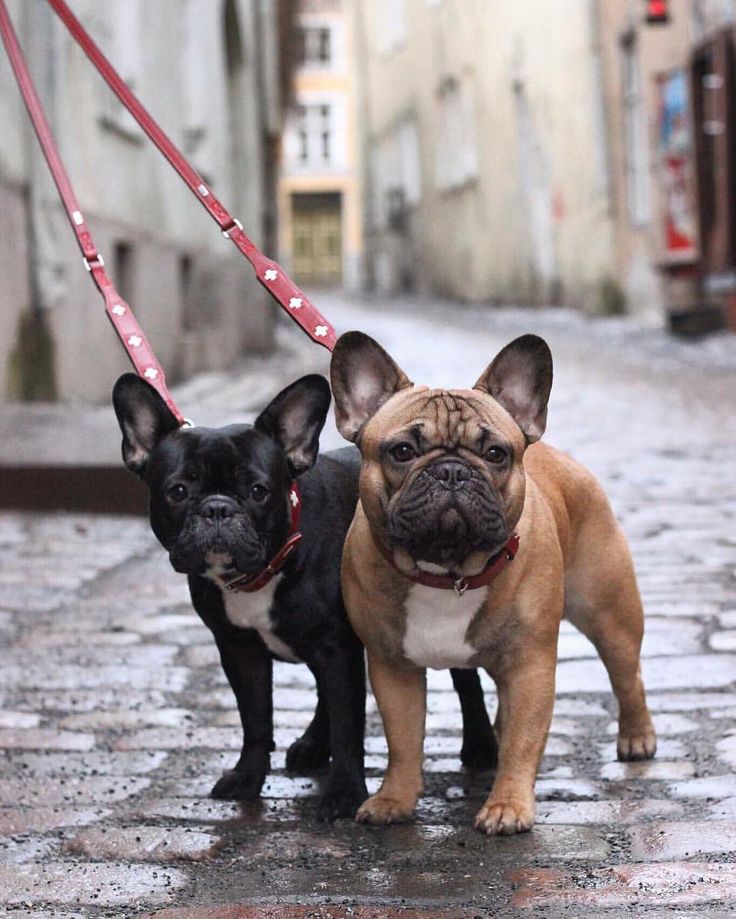 french bulldog leash