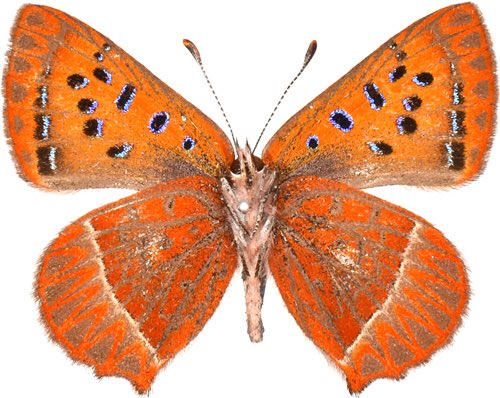 ট ইট র 虫キチコージ シセンベニシジミlycaena Pang 手に入らないだろうと思っていた種だったので 嬉しい ベニシジミの中でも奇抜な模様を持つお気に入りの一つ すばらしすぎるぅ