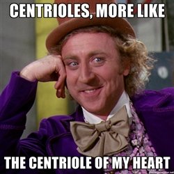 cynth_centriole's tweet photo. Centrioles are a vital part of cellular reproduction #cellection2017 https://t.co/nD9gFgNaFE