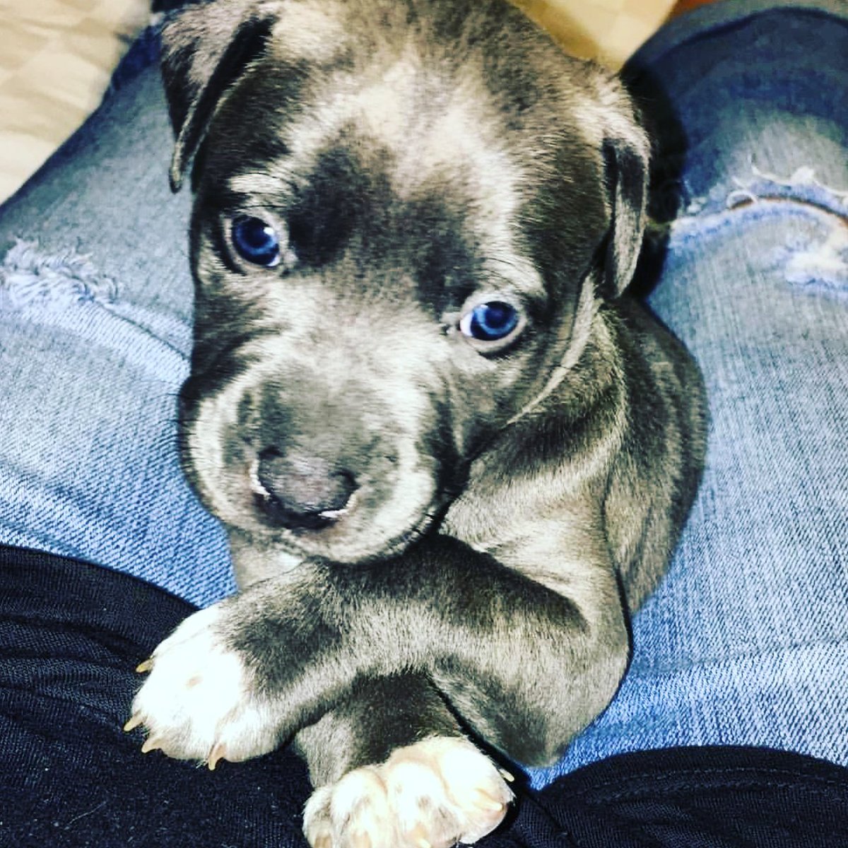 RamrodDaBrain's tweet image. Meet Luna Blue