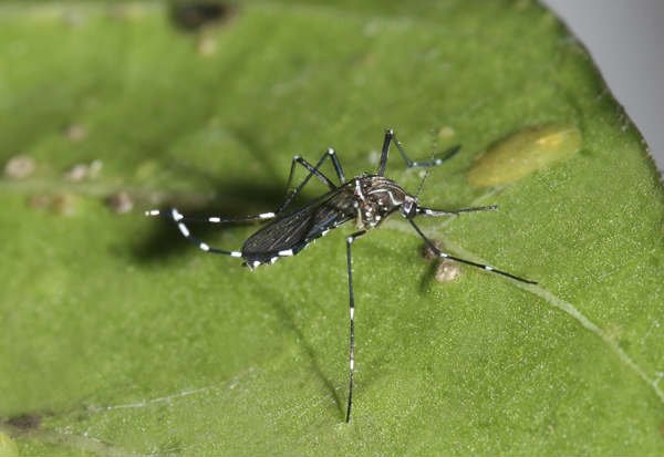 tvnnoticias's tweet photo. Detectan un nuevo tipo de dengue en el país y piden la colaboración de la población para acabar con los criaderos. https://t.co/oD1NZolEaF https://t.co/slpskQcke6