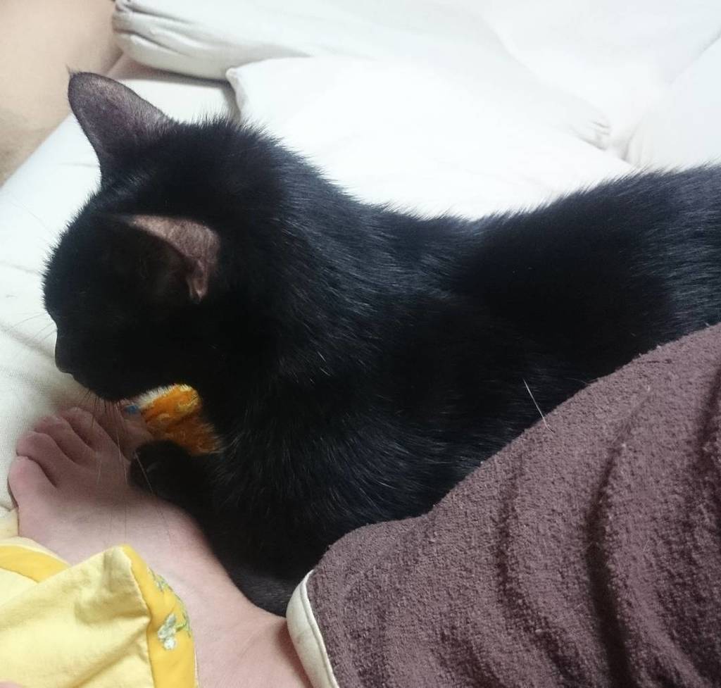 猫毛付き部屋着