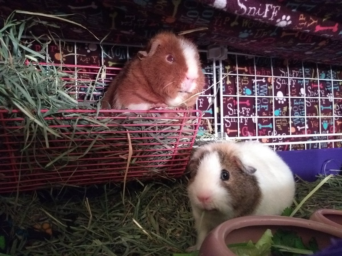 EclipseCritters's tweet photo. Sonia teaches Ginsburg about the wonders of hiding in the hay rack. #guineapig https://t.co/VzcBpX1Srg