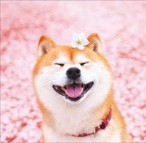 犬と桜のtwitterイラスト検索結果 古い順