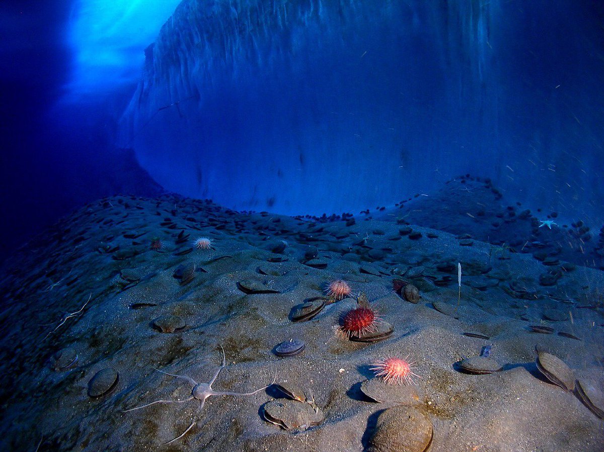 FinsandFluke's tweet photo. MissionBlue: Seabed mining is an immensely destructive practice. https://t.co/x2RRTTMu7B #SayNoToSeabedMining https://t.co/DZ3qx1eQLU