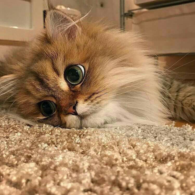 это скучаю котик картинки сейчас