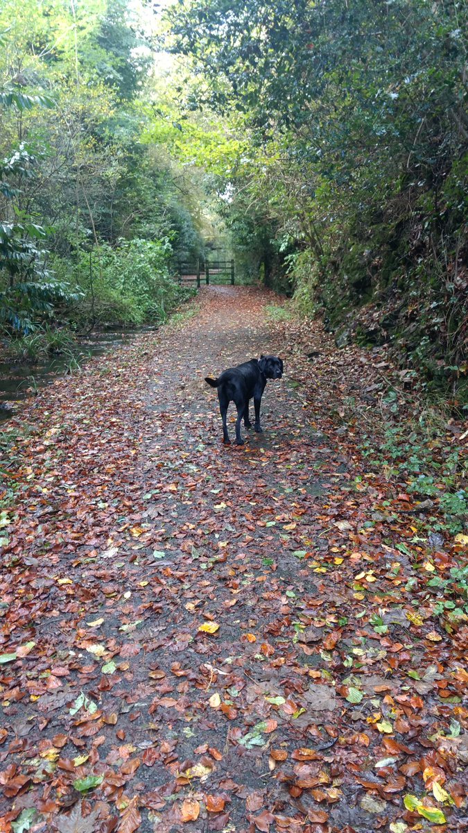 Local_Devon's tweet image. Feeling very autumnal this morning.....and dry, for the moment 🙂 #Autumn #dogwalking