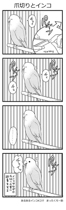 あるあるインコ4こま 38
前飼ってたインコもそうだったのでインコは爪切りの音に反応してしまうものなのでは 