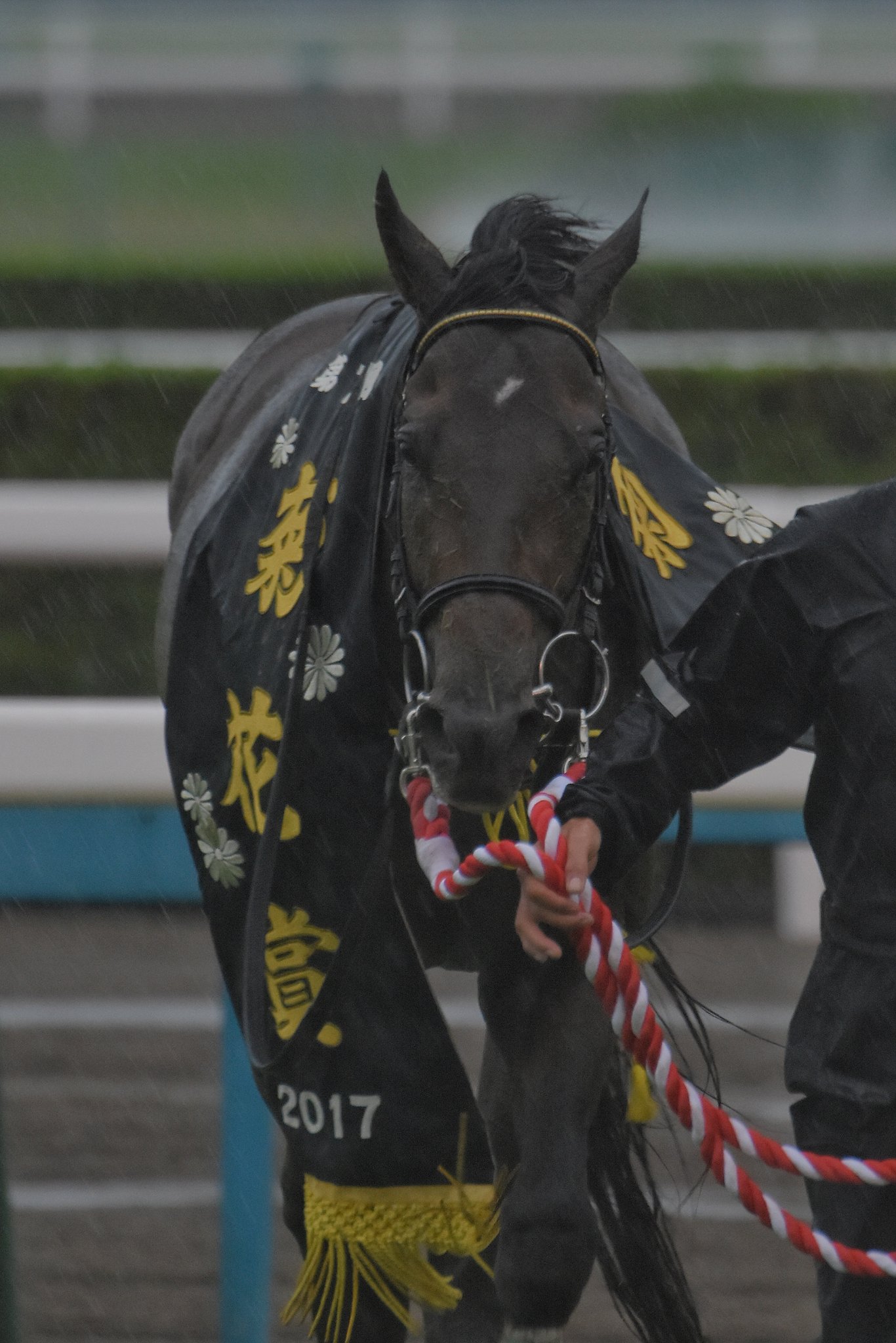 キセキ　17年　菊花賞　現地的中単勝馬券　希少 キセキ 17年 菊花賞 現地的中単勝馬券 希少 2025年最新】キセキ