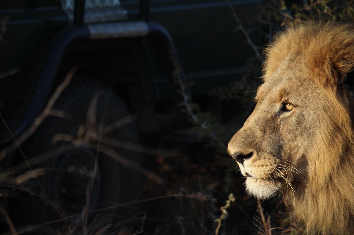 jmorris125's tweet photo. @SundayBrunchC4 Wildlife photos from our honeymoon in South Africa. Jon Morris from Essex https://t.co/AqxFkElirt