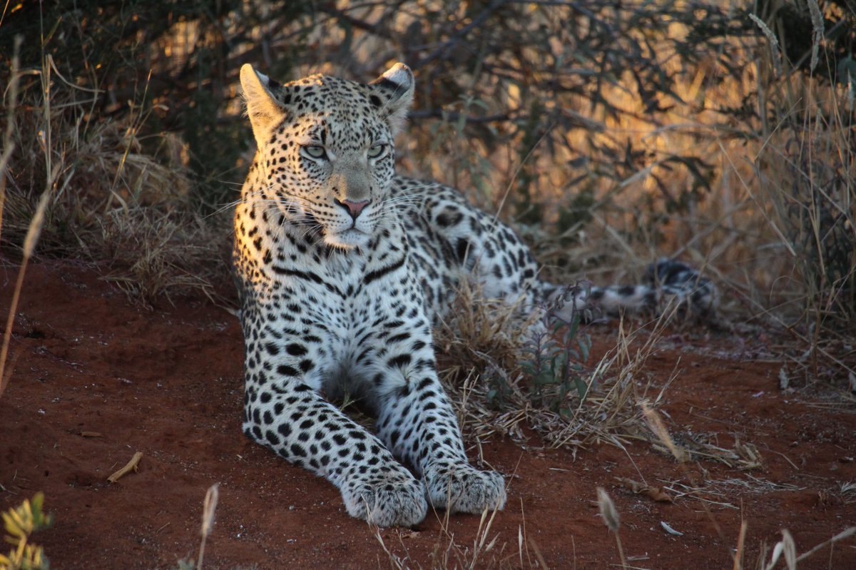 jmorris125's tweet photo. @SundayBrunchC4 Wildlife photos from our honeymoon in South Africa. Jon Morris from Essex https://t.co/AqxFkElirt