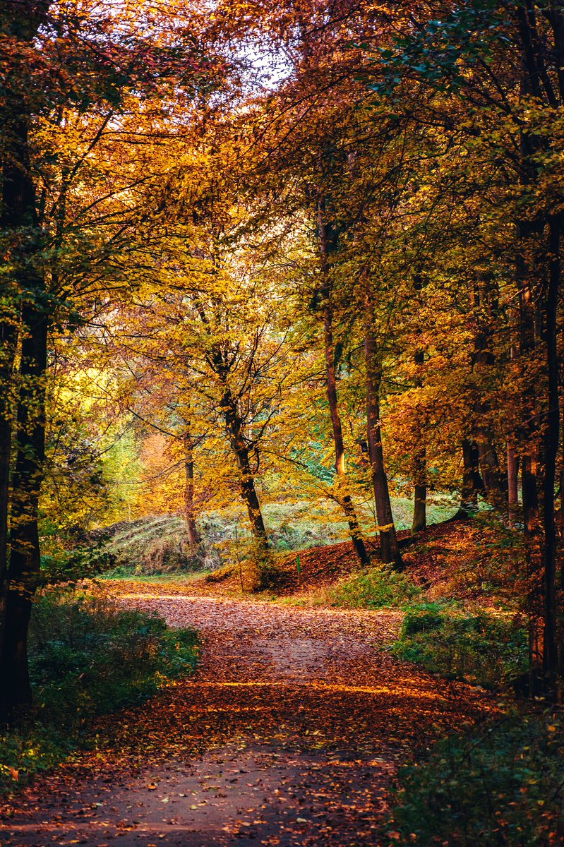goetzkeller's tweet photo. Autumn shows us how beautiful it is to let things go...🍂🍁🌿....#photography #landscape #scenery #hessen  #nature #autumn #badvilbel https://t.co/ETgVfXCQOj