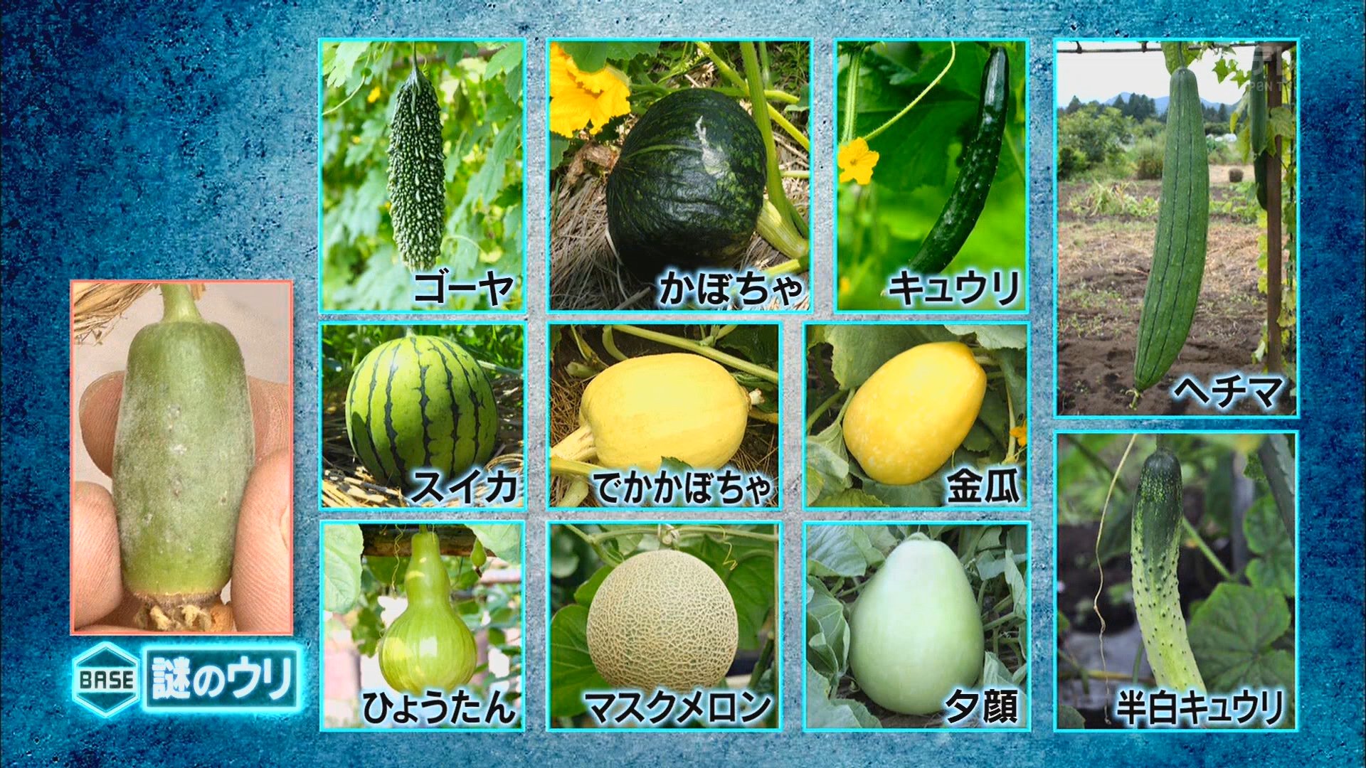 もちぇ 制限中 Tokioが農業歴16年で育てた11種類のウリ科野菜一覧 Dash 鉄腕dash T Co Vowlav9cd2 Twitter もちぇ 制限中 Tokioが農業歴16年で育てた11種類のウリ科野菜一覧 Dash 鉄腕dash T Co Vowlav9cd2 Twitter