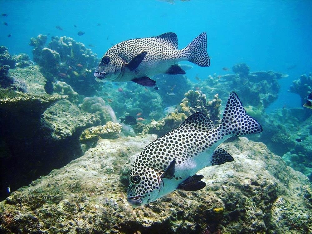 SimilanDiveTour's tweet photo. Similan Dive Location.The Most Common Destinations for #SimilanLiveaboardDivingTrips
#notroublesjustbubbles #scuba
https://t.co/8JV9Kg9ob5 https://t.co/X1qOOQHCCR