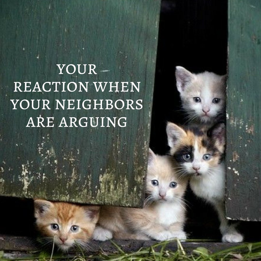 SoPurrfect's tweet photo. Nothing goes unheard of when you've got a bunch of curious ki...
#SoPurrfect #Kitten #Kitty #Cat #CatLovers #Furry #neighbor #curiouskittens https://t.co/QevN6AfGtj