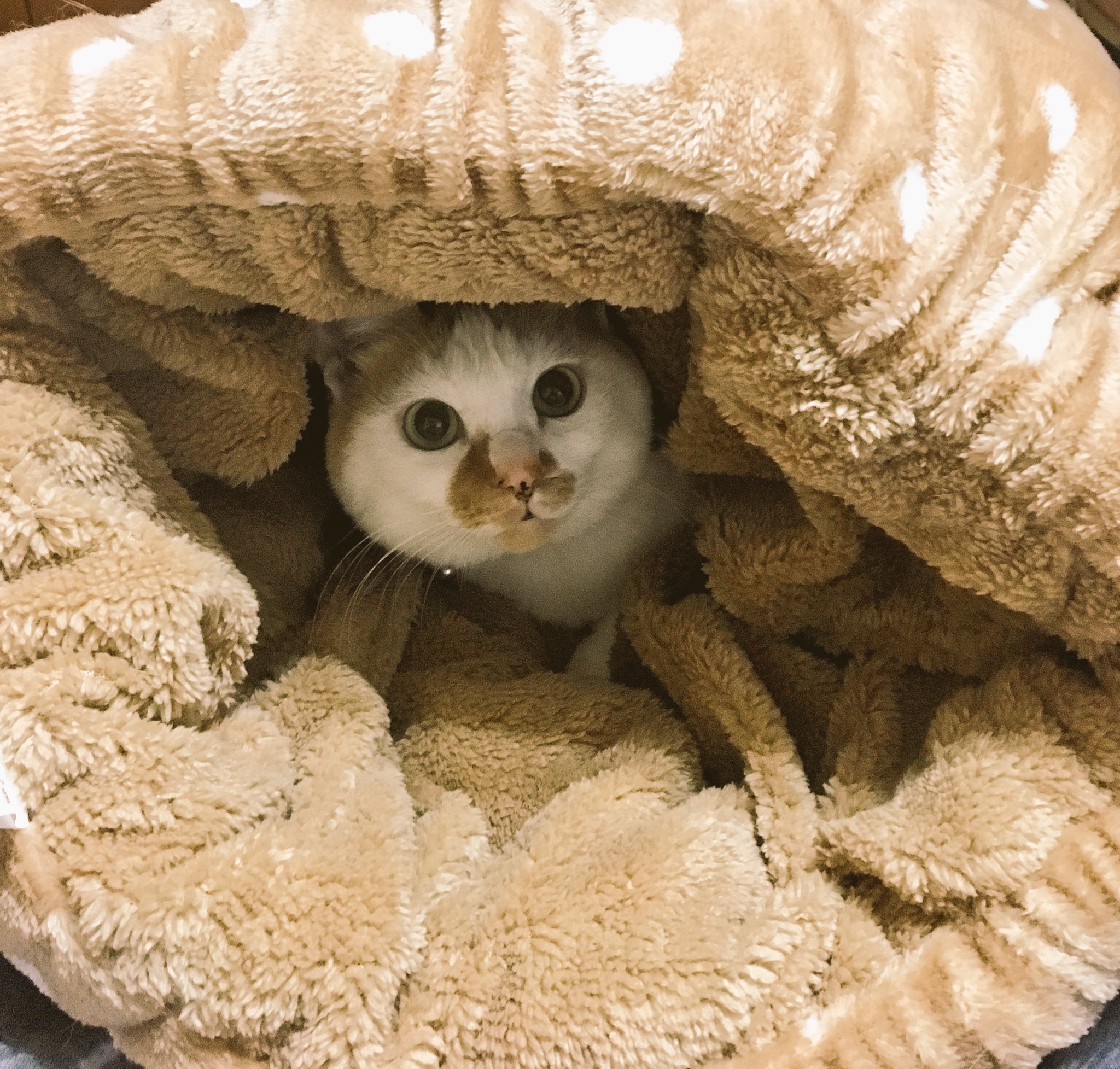 画像 リツイートでニトリの足元暖かい毛布が回ってきたが うちはしまむらホイホイを こうして こうじゃ あったかあは ん T Co Xkzdhu8t Matomehub まとめハブ