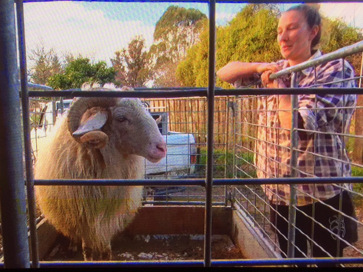 Brilliant  Country Calendar on that special #sheepmilknz producer Thorvald from Nelson. Well done Dave B and Julie Brownlee!