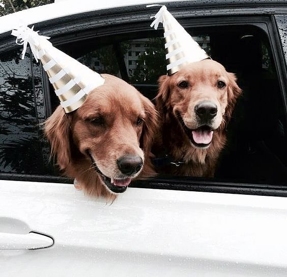stem2sternaus's tweet photo. Take me to whatever boat party they’re going to!😍🐶 https://t.co/iQRYCSxo8Q