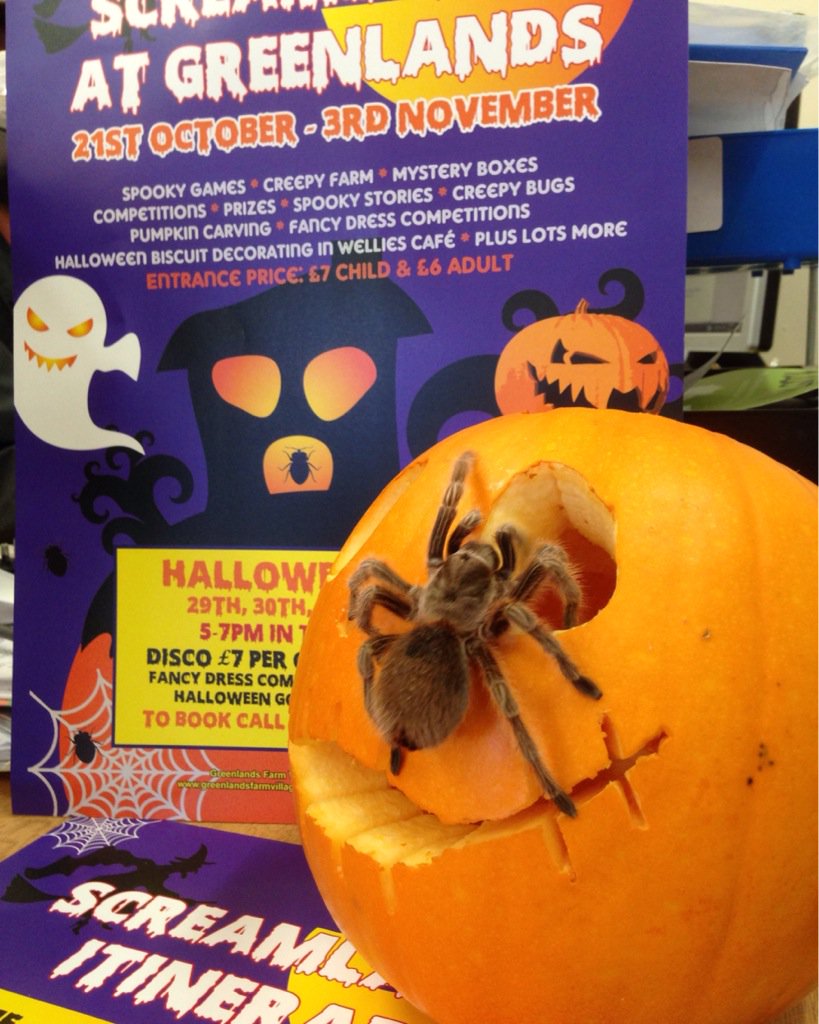 Screamlands <a href="/GreenlandsFarm/">Greenlands Farm</a> lots going on this half term for all the family. #Halloween2017 #familyfun