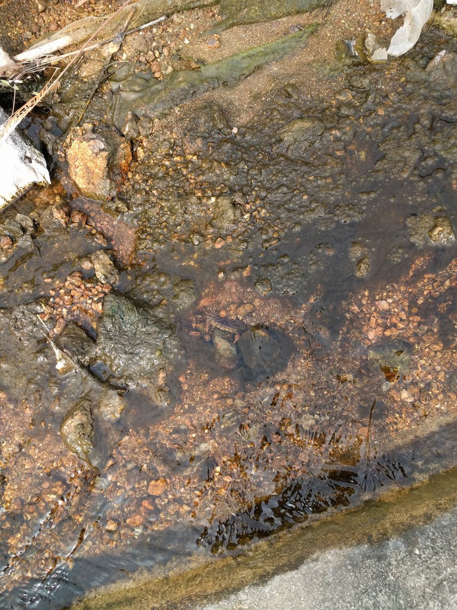 krgprasad's tweet photo. Pleasantly surprised to see a crab in the storm drain - in an overdeveloped city like Hyderabad. Can you spot it? https://t.co/tTffpzHT2m
