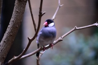 kt_pon_t's tweet image. バーガーサミットの最優秀賞は国見のハンバーガーだそうです

#文鳥
#P子