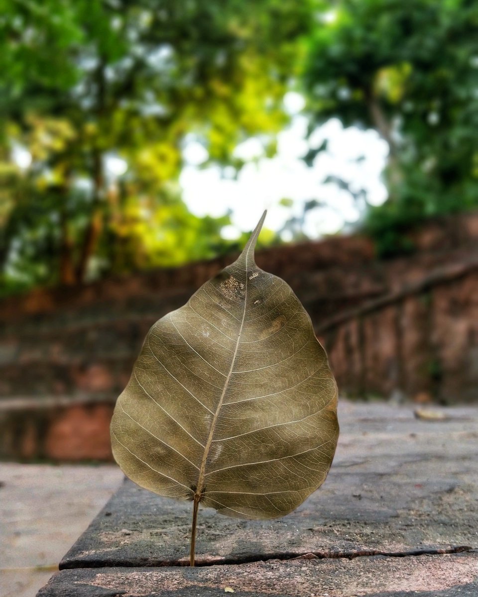 DoshiJaynil's tweet photo. #shotononeplus #shoton_indianpepole #shotononeplus5 #NeverSettle #clear_photo @oneplus @OnePlus_IN @OnePlus_Support https://t.co/FzEVXFA9EI