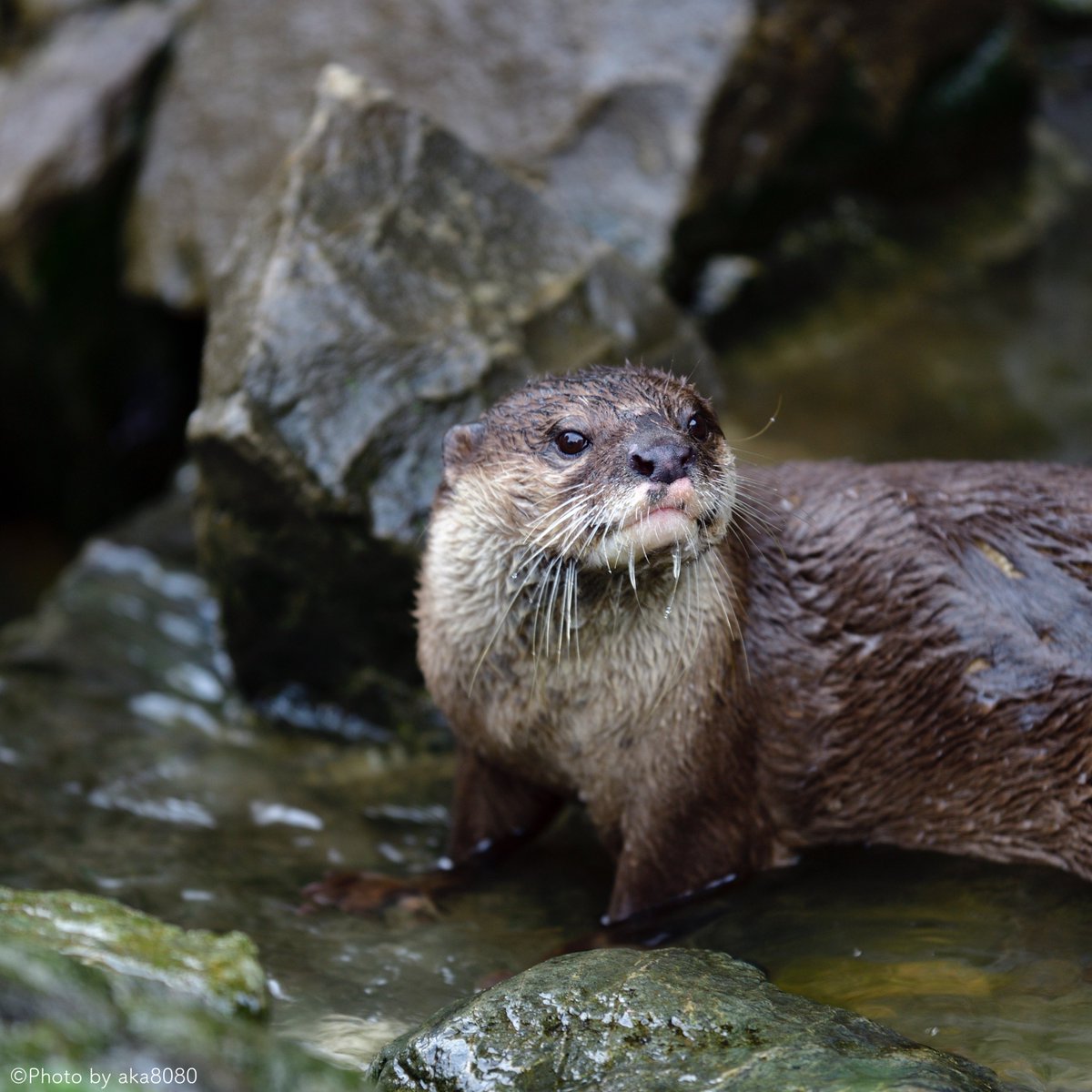 aka80801's tweet photo. コツメカワウソ

#コツメカワウソ #智光山公園こども動物園 #Nikon https://t.co/IXiZ3HgMyh