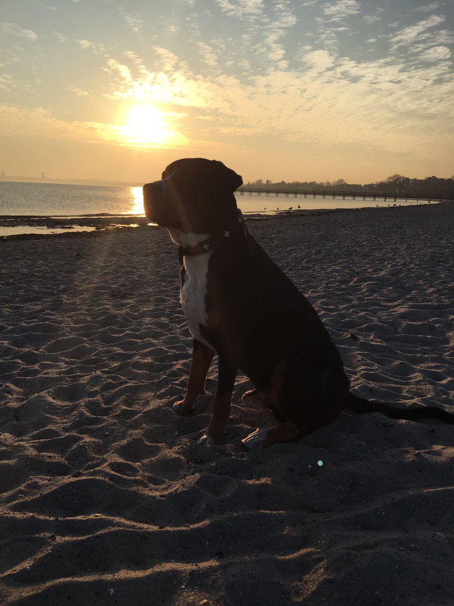 infarbe_blog's tweet photo. Neuer Blogpost auf infarbe: Ostseeurlaub mit Hund = Sammy im Glück (fast) https://t.co/UULhgiG1kc https://t.co/7gpq99u4CC