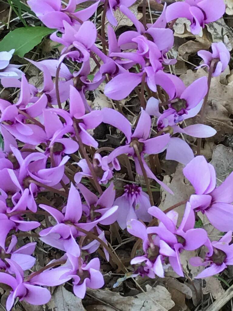 Good morning from Terrazze dell’ Etna #etna #randazzo #terrazzedelletna #natura #nature #ciclamini #flowers #sunday #sunnyday