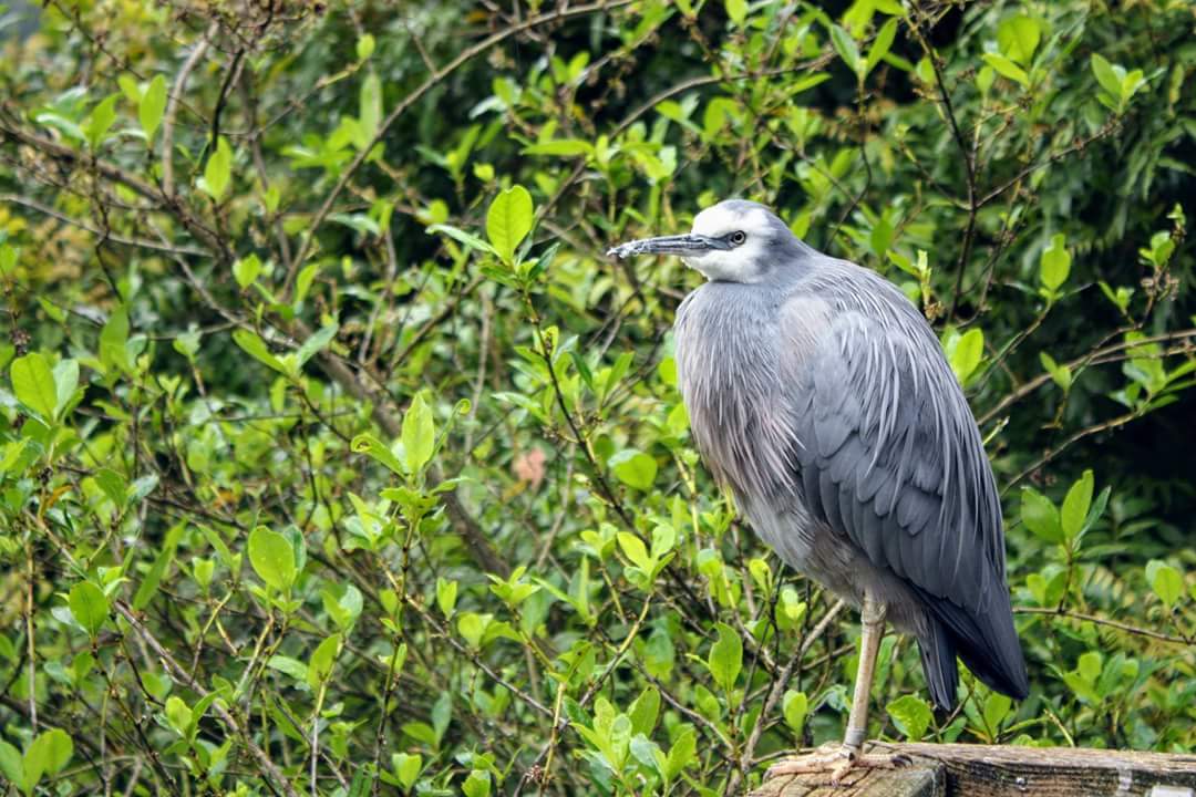 IamEmilyGrout's tweet photo. Other than making fraudulent votes for #BirdOfTheYear Gina likes to pose for photos at Hamilton Zoo https://t.co/66Us4NqUQ8
