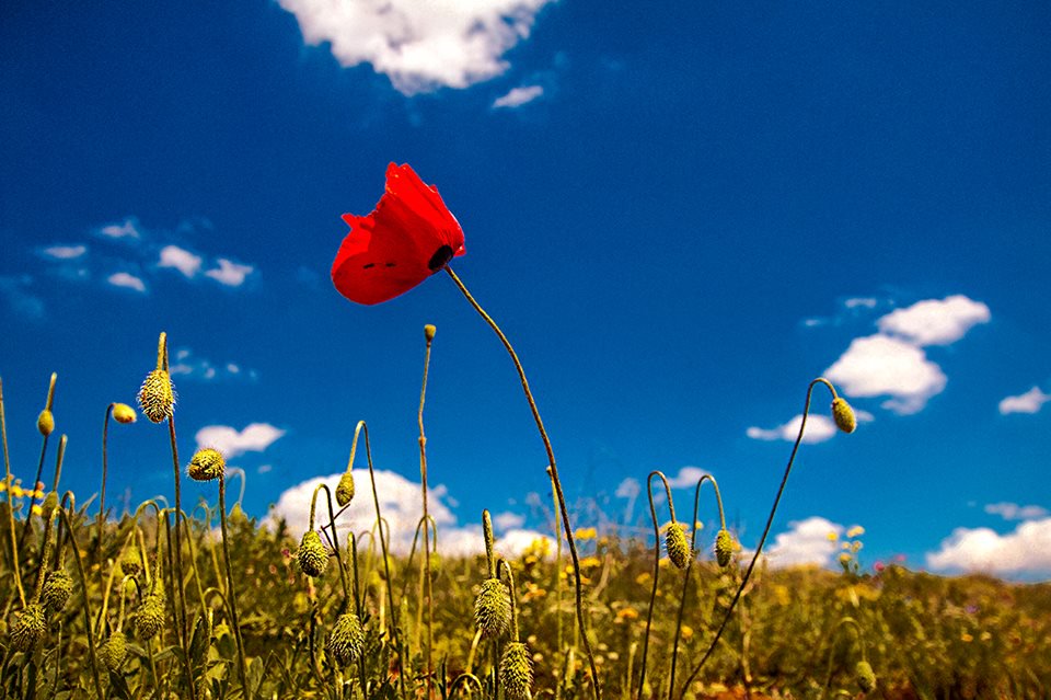Barış ve mutluluk her anda mevcuttur. Kızılderili Atasözü
(Photo by Orhan Kaymak)