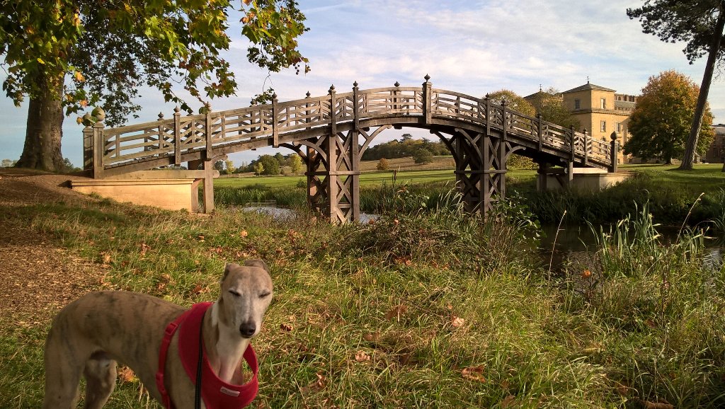 AmyForsterSmith's tweet photo. Our whippet looking silly/adorable whilst posing by the #ChineseBridge @NTCroome. #DogsofCroome #DogsofTwitter https://t.co/z2ExubMBRp