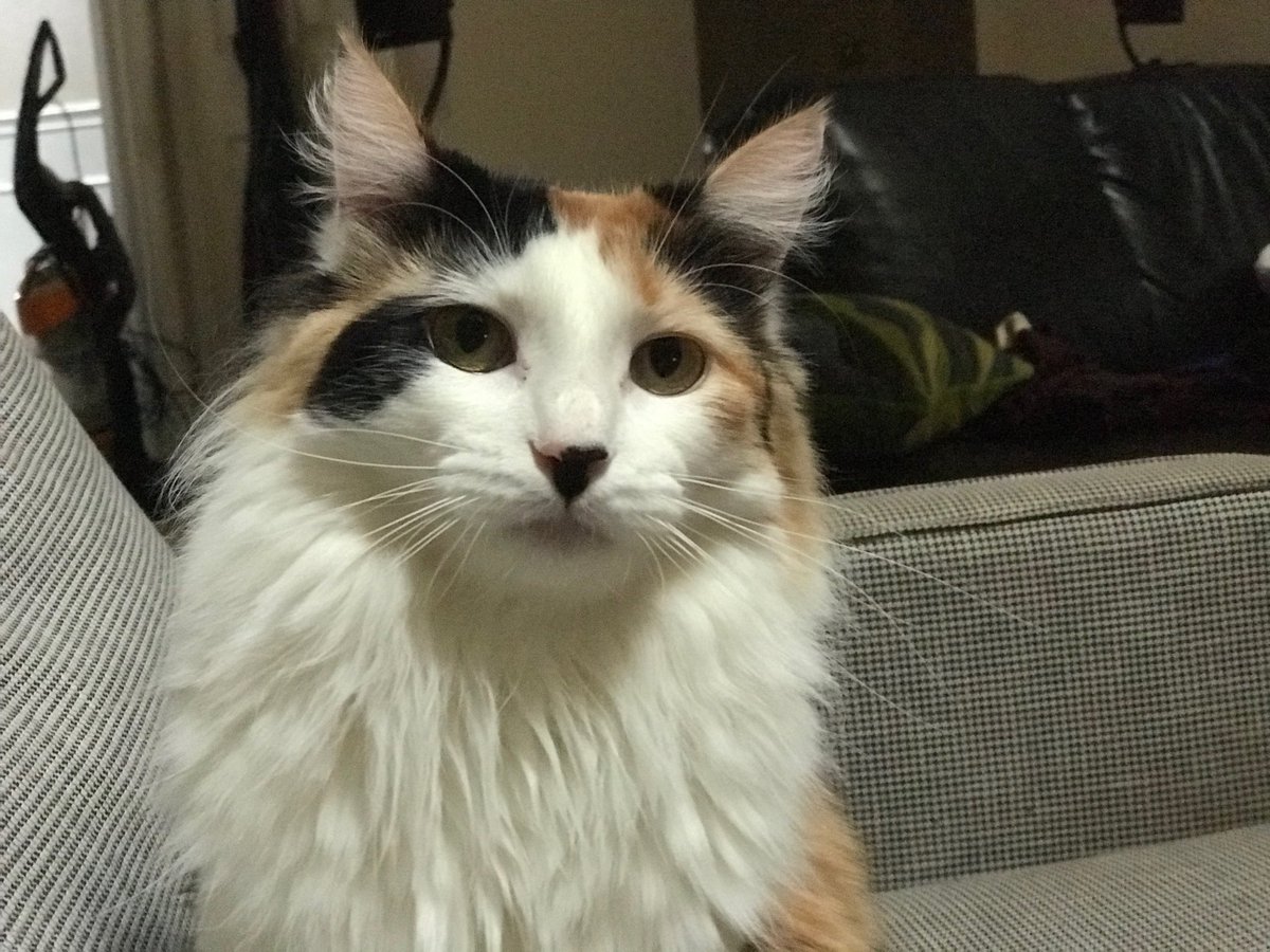 fearthecute's tweet photo. It’s been awhile since I posted one of this #floof #dotupdate #sundayfloof https://t.co/ZS3gUHv9CR