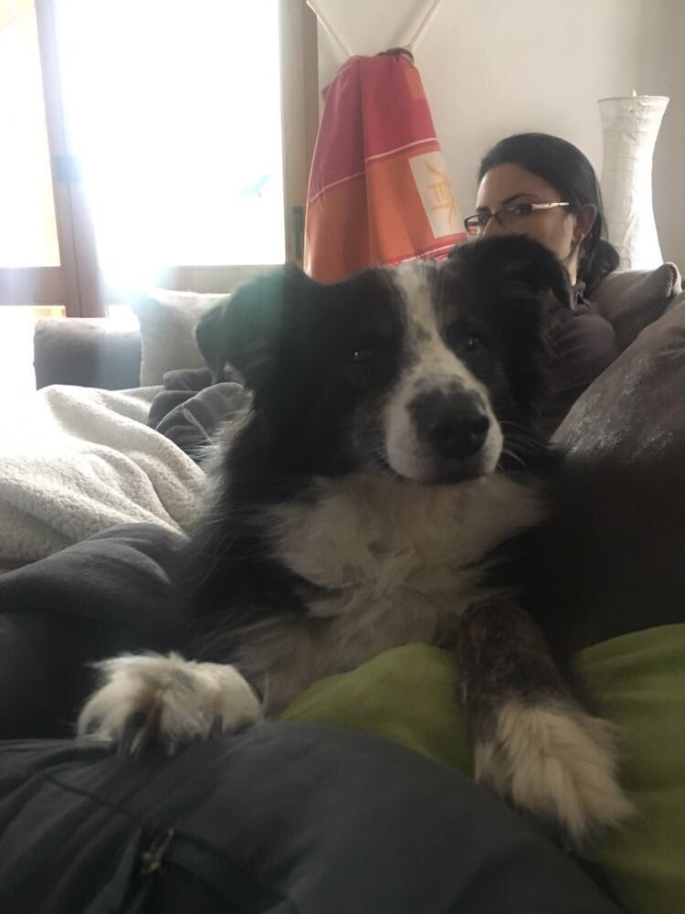 TwookieH's tweet photo. #sunday #netflixandchill #dogsoftwitter https://t.co/k1fVWYpDZa