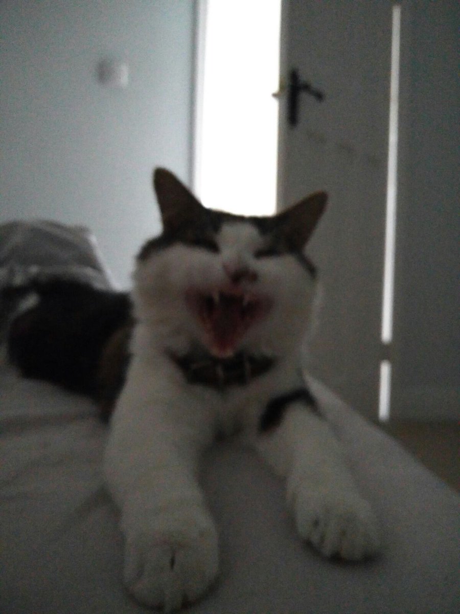 scottclee's tweet photo. My kitty @cursedimages https://t.co/MdR7SrGLt2