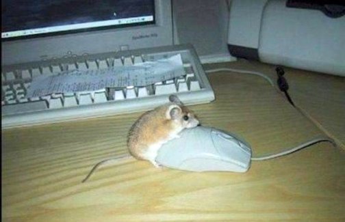 mmoga_ltd's tweet image. So werden also Computermäuse hergestellt... ;) #MausUndMaus #Computermaus #Herstellung #FuckThatMouse #MussAuchMalSein #HavingFun #Maus