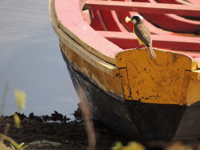 Photo By apolianaoliveira180 | 
 #boat #bird #rio #natureaddict #natureporn #naturehippys #nature_brilliance #nature_sultans
