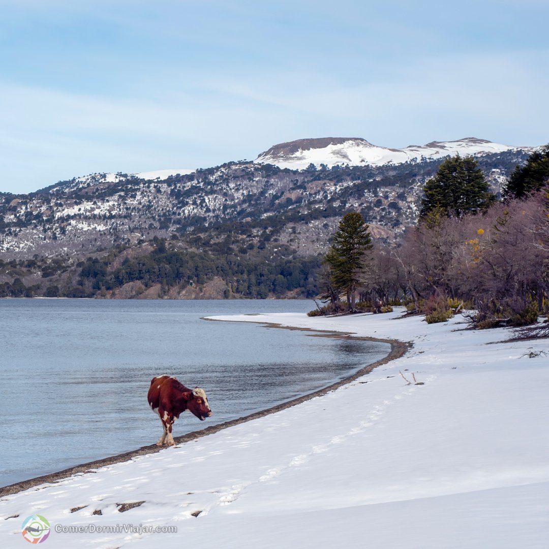 Comer Dormir Viajar tweet media