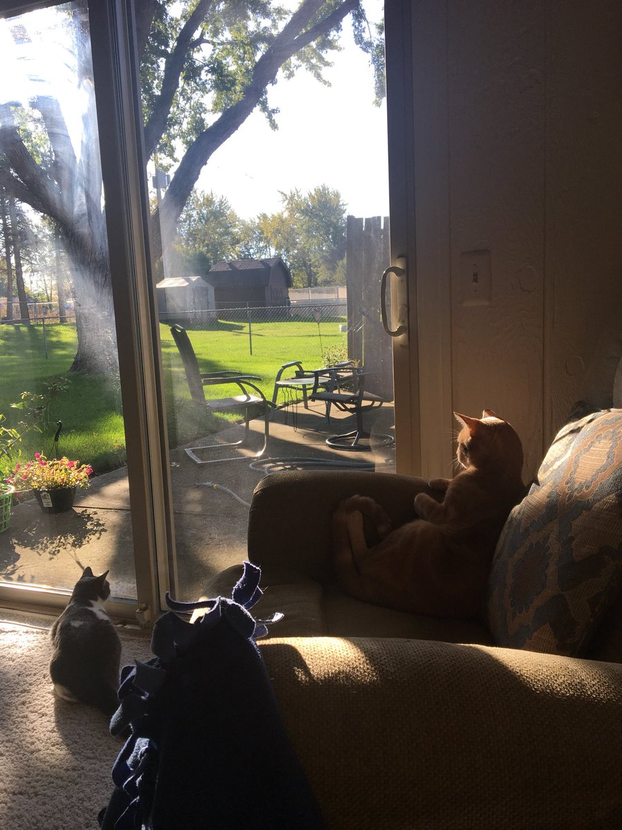 baloocat1's tweet photo. Sunday cat-lounging! #cat #catsunday #chillin https://t.co/kA4RIkCodZ