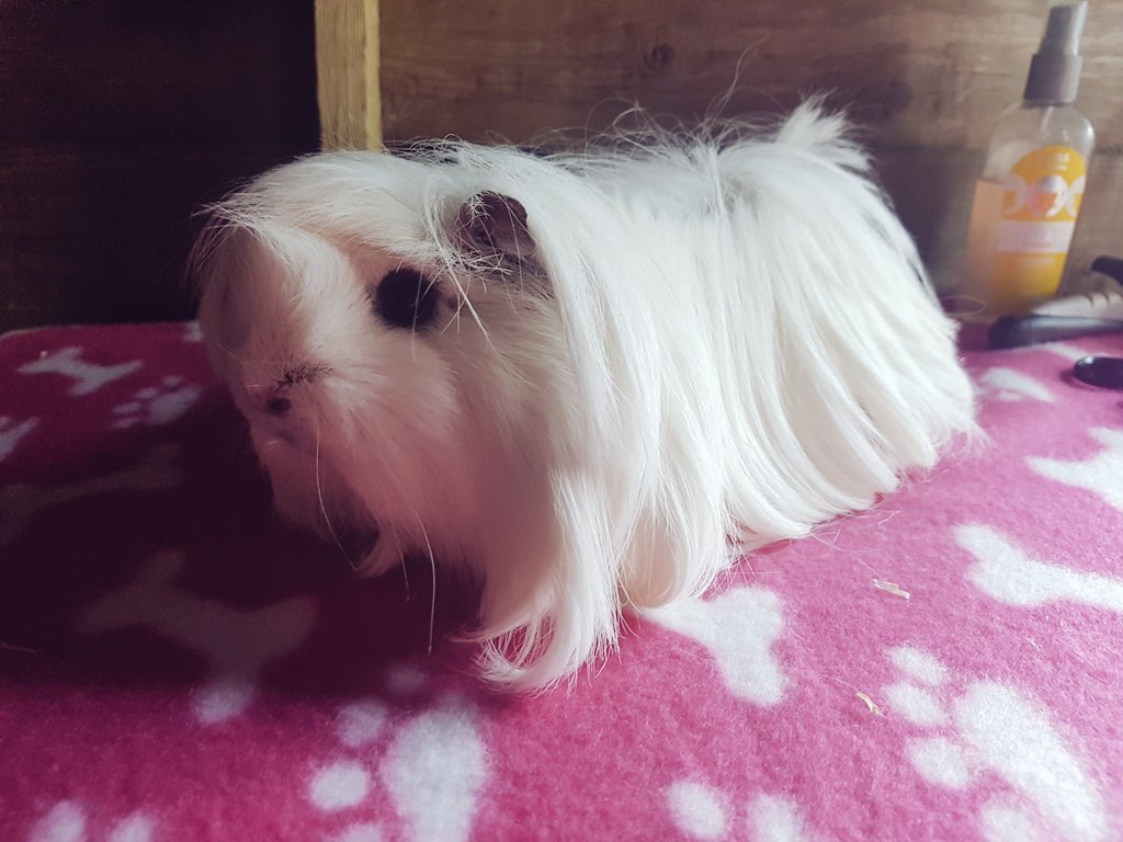 windmillfarm88's tweet photo. Challenge number 1: Frances (Peruvian) https://t.co/WHyTv4eXGV