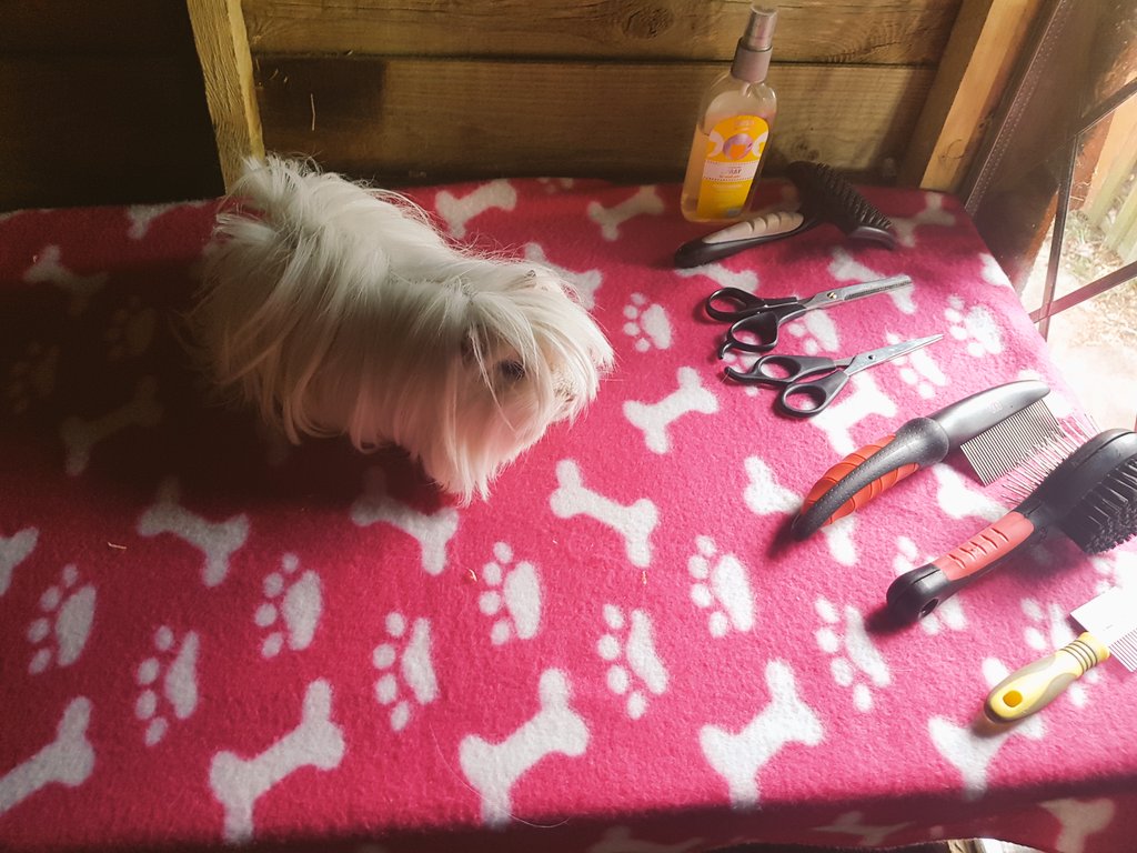 windmillfarm88's tweet photo. Challenge number 1: Frances (Peruvian) https://t.co/WHyTv4eXGV
