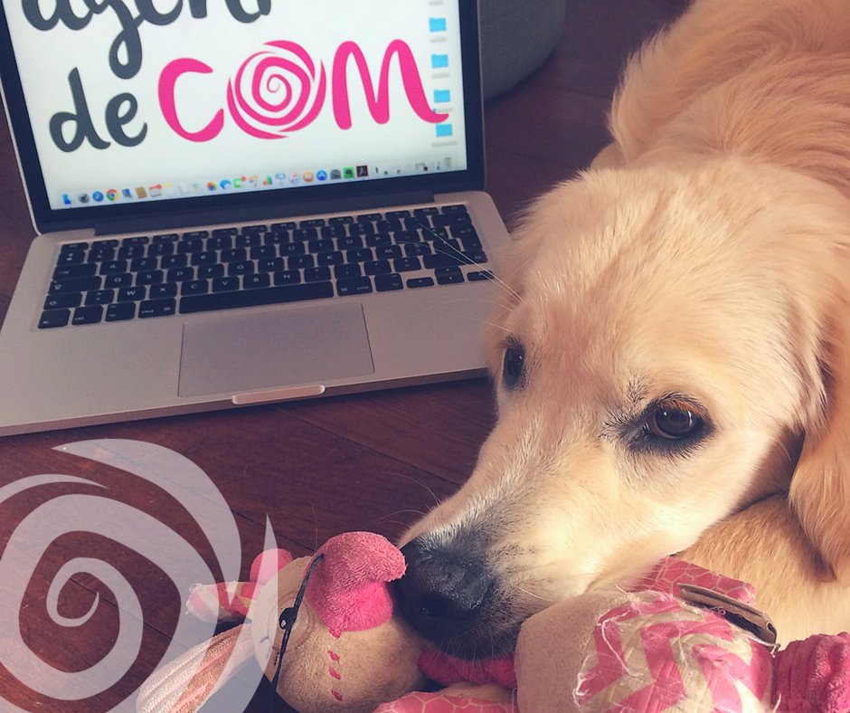 agentdecom's tweet photo. Chez Agent de Com' on suit à fond la tendance #petsatwork 🐶 😍 @wamiz @LesEchos #dodsatwork #dog #cute #happywork #coworking #agentdecom https://t.co/m0I9tngxjh