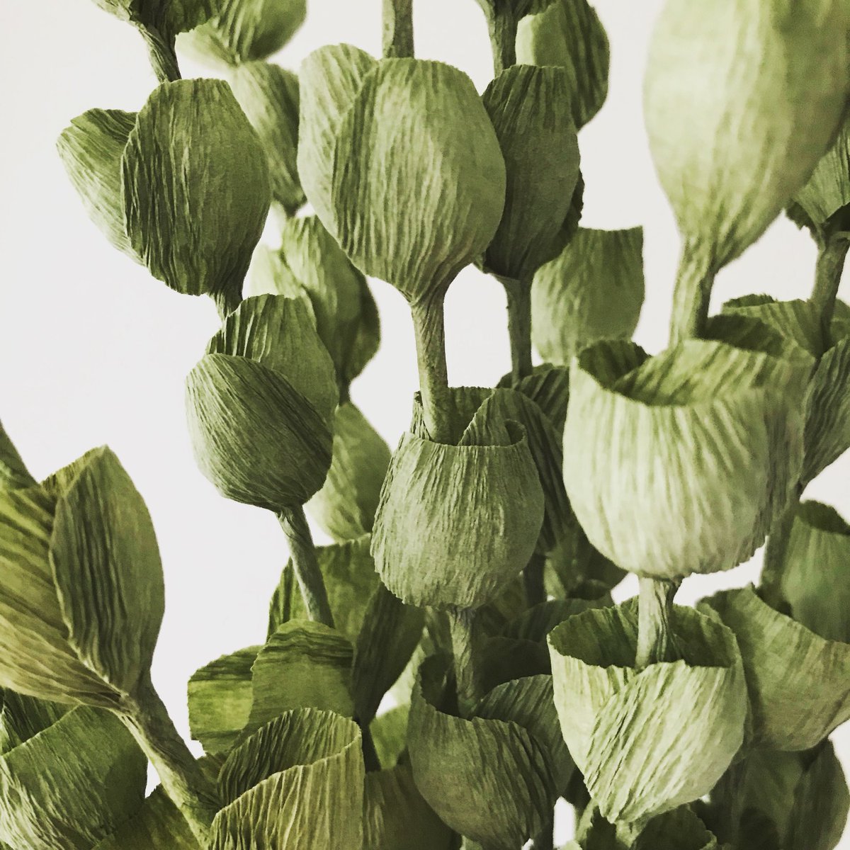 ovobloom's tweet photo. S U N D A Y 🍃
#paperbotanicals #paperleafs #paperartist #botanicalgifts #botanicalcreativity #botanicaldesign #cartotecnicarossi https://t.co/NCtpO15w6w