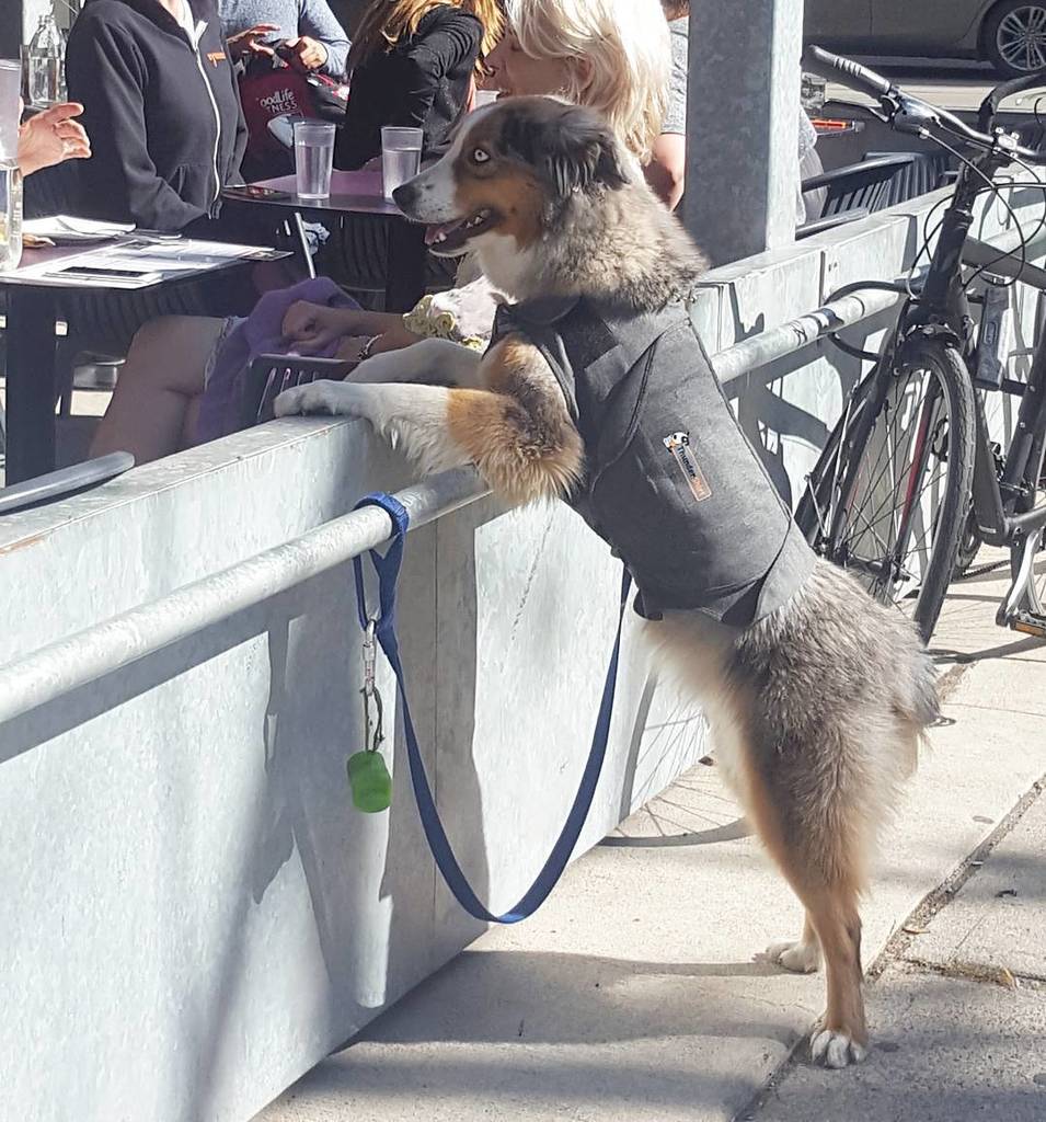 Dogs_Waiting's tweet photo. Cool guy in a cool shirt with a cool smile. 📷 @outloudkat 
#dogswaitingpatiently #dogsoftoronto #dwp #dogs #dogsofinstagram #petsofinstagra… https://t.co/rwqbrFqUnr