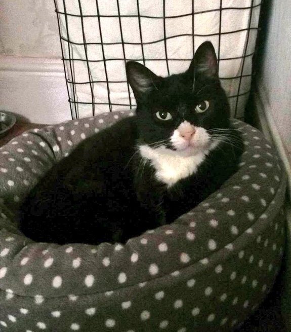 Extremely happy to announce our lovely girl Jess has found the most amazing forever home today. Could cry with happiness
❤❤❤
